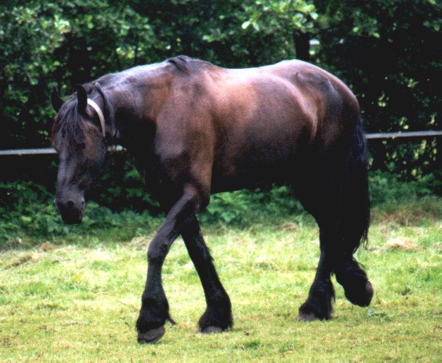 Friese auf einer Weide