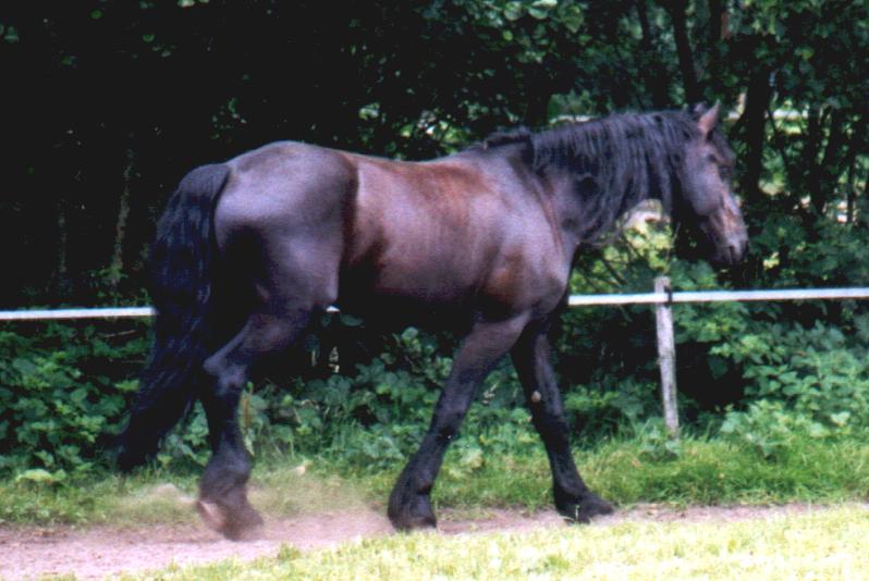 Friese auf einer Weide